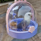 🦜Travel cage for small birds🏠